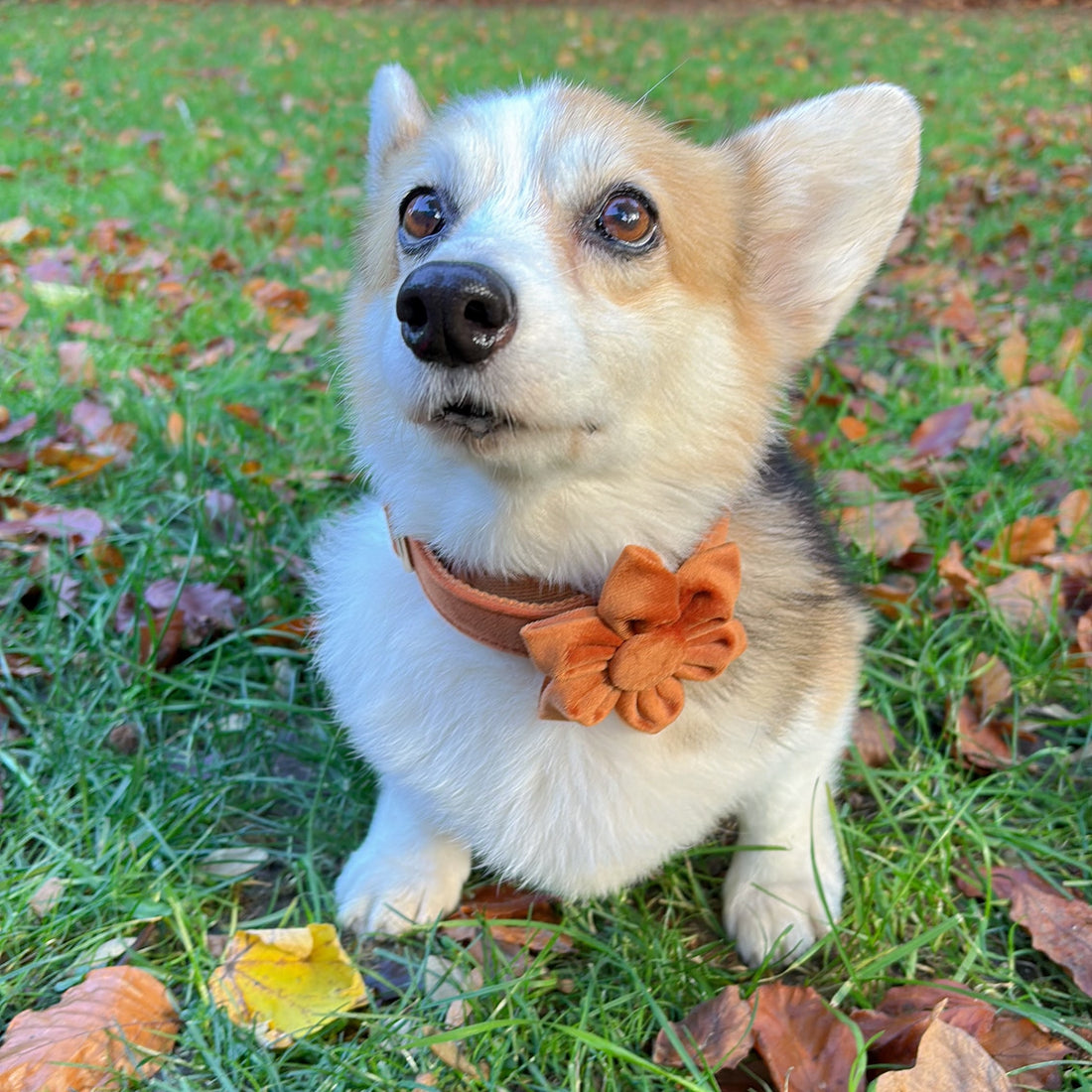 dog collar for corgi