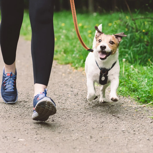 The Ultimate Guide to Training Your Dog to Walk on a Leash