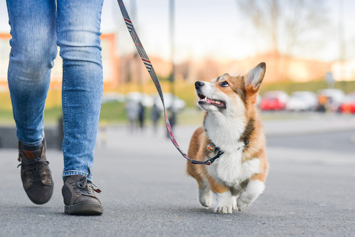 How Long Should You Walk Your Dog? A Guide by Breed