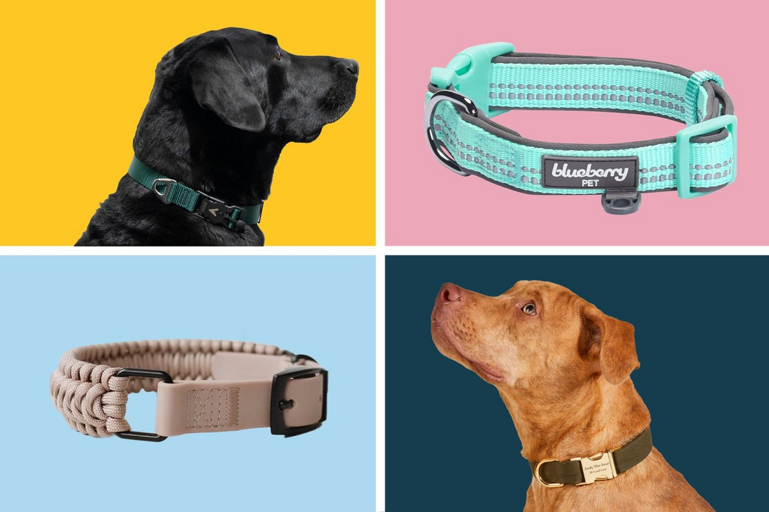 5 Best Dog Collars for Large Dogs: Comfort, Style, and Durability