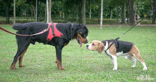 Should Your Dog Wear a Collar or Harness? A Guide to Choosing What’s Best for Your Pup