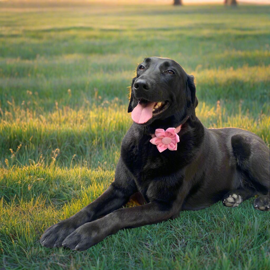 Pink Blossom Collar - Rosie