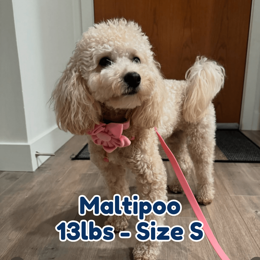 13lb_maltipoo_in_size_S_pink_blossom_dog_collar.2