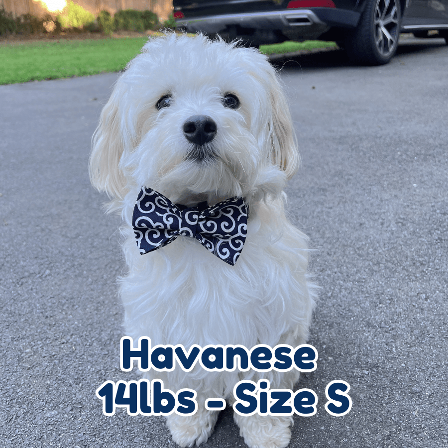 14lb_Havanese_in_size_S_black_fire_dog_collar