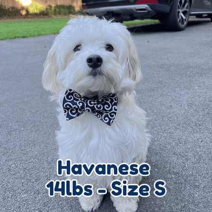 14lb_Havanese_in_size_S_black_fire_dog_collar
