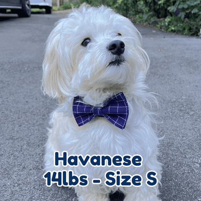 14lb_Havanese_in_size_S_midnight_dream_dog_collar