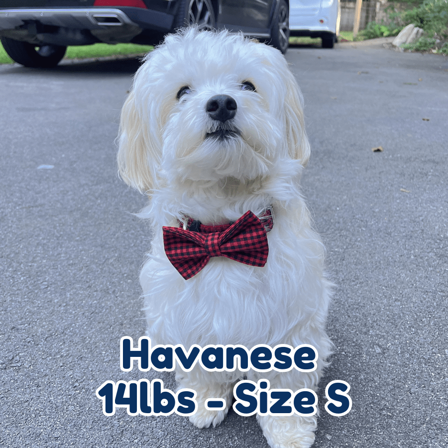 14lb_Havanese_in_size_S_red_gentleman_dog_collar