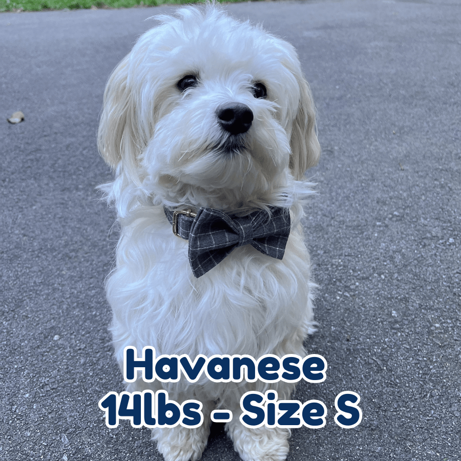 14lb_Havanese_in_size_S_smokey_plaid_dog_collar