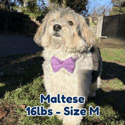 16lb_maltese_in_size_M_purple_velvet_dog_collar