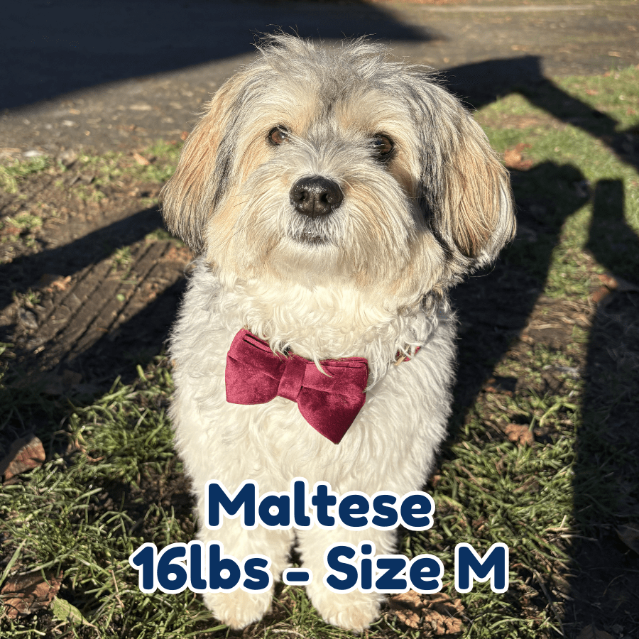 16lb_maltese_in_size_M_red_wine_velvet_dog_collar