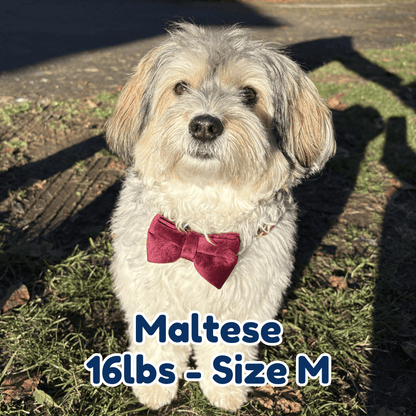 16lb_maltese_in_size_M_red_wine_velvet_dog_collar