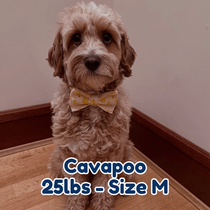 19lb_cavapoo_in_size_M_banana_mood_dog_collar