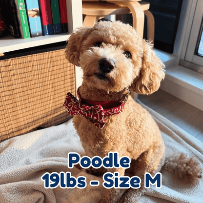 19lb_poodle_in_size_M_blazing_fire_dog_collar