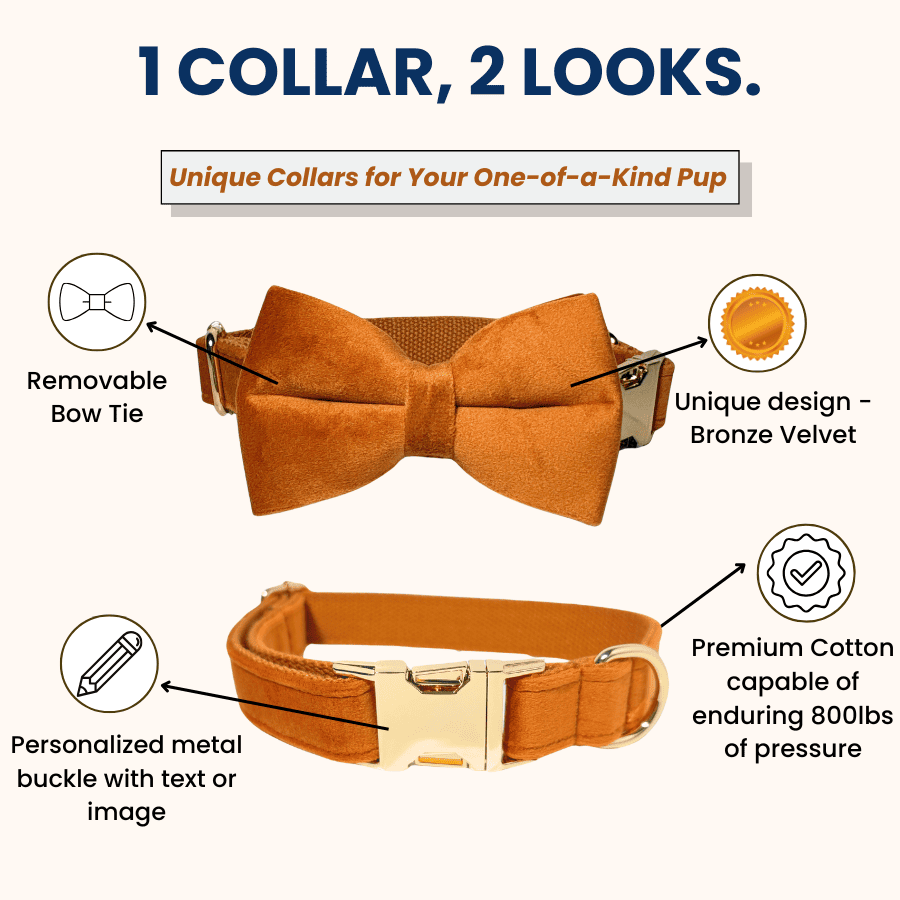 1_collar_2_looks_bronze_velvet_collar