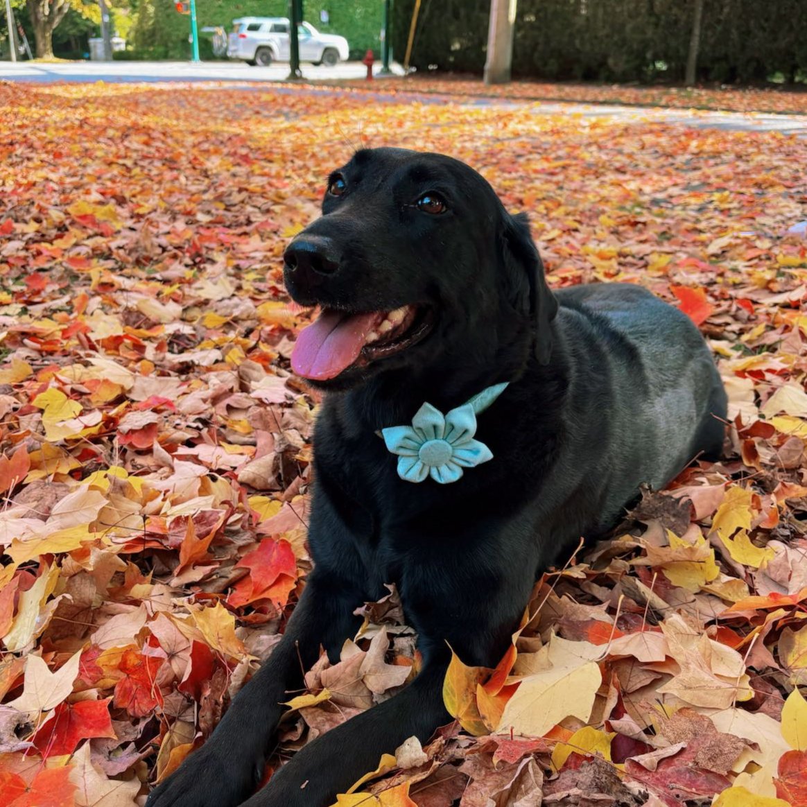 Green Blossom Collar - Emerald