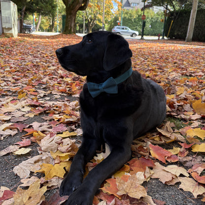 Pine Green Velvet Collar - Fern