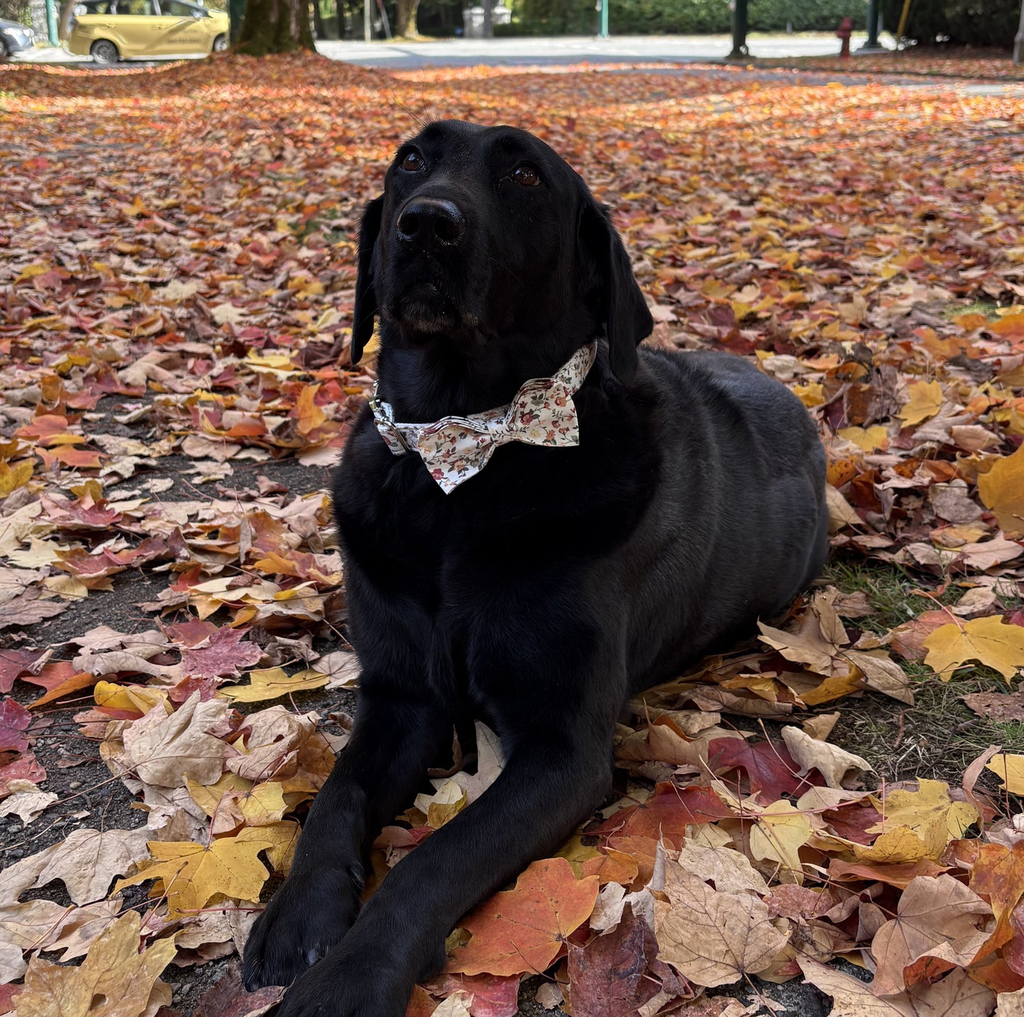 Floral Motif Collar - Daisy