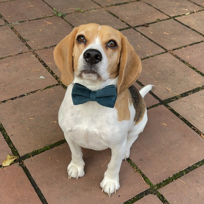 Pine Green Velvet Collar - Fern