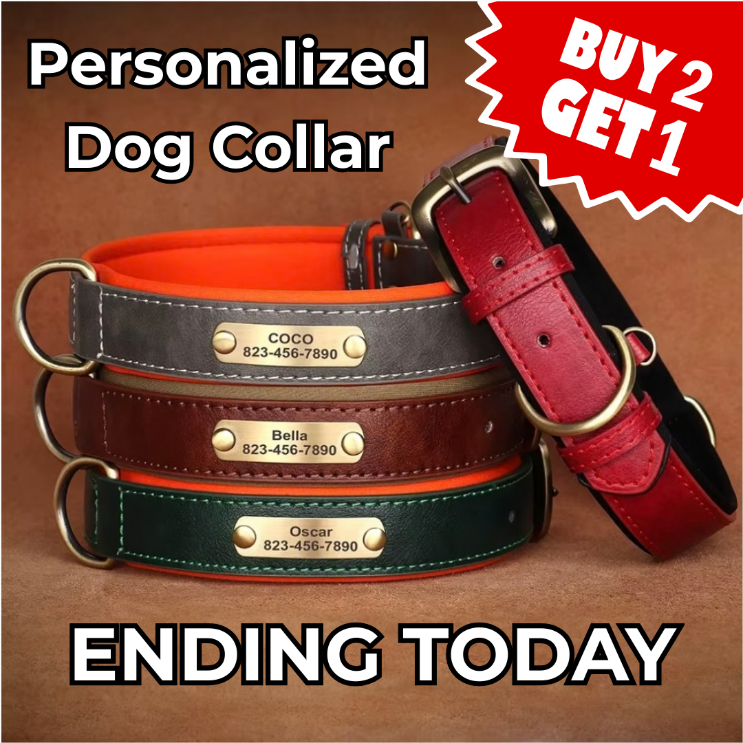 Personalized Dog ID Collar