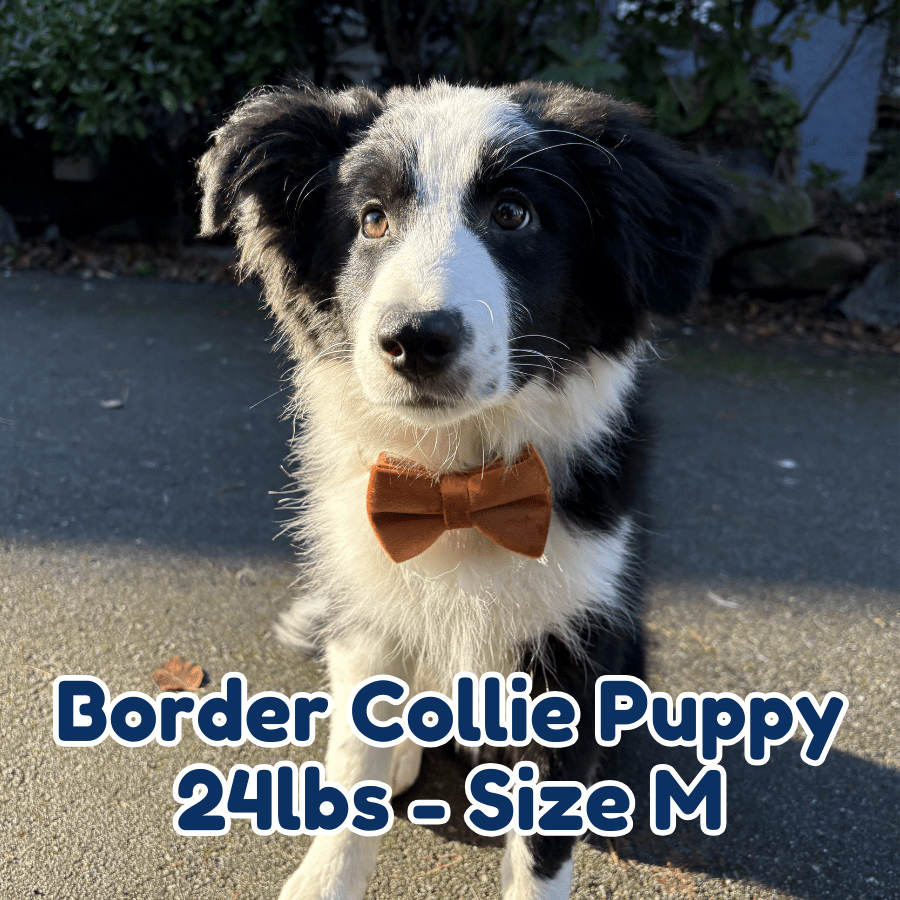 24lb_border_collie_puppy_in_size_M_bronze_velvet_dog_collar