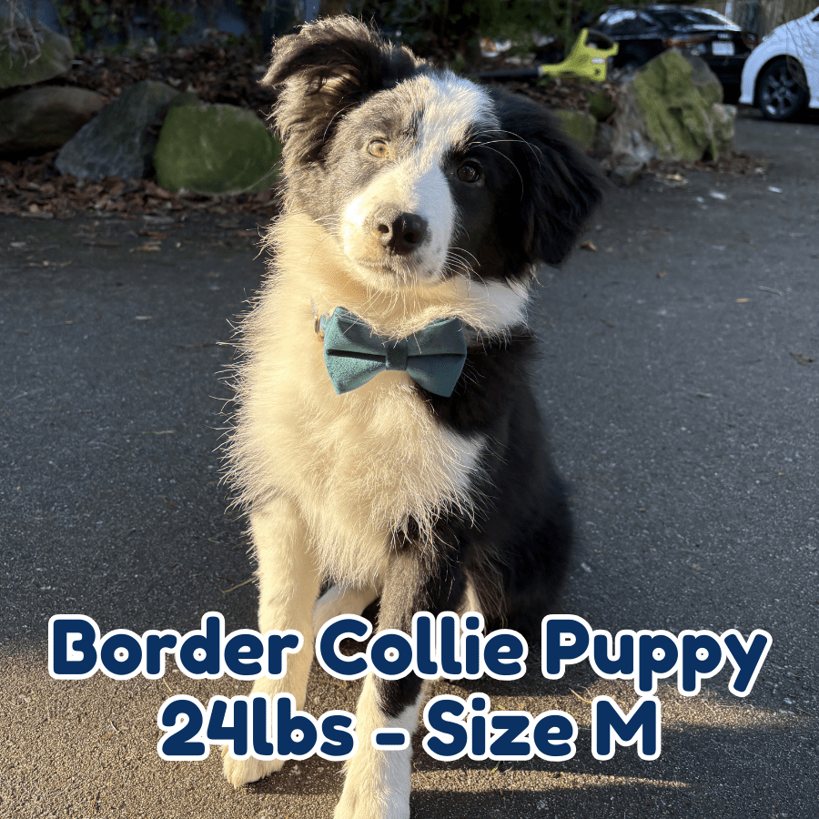 24lb_border_collie_puppy_in_size_M_pine_green_dog_collar