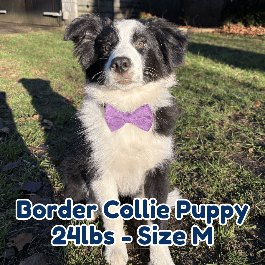 24lb_border_collie_puppy_in_size_M_purple_velvet_dog_collar