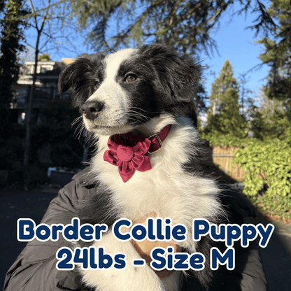 24lb_border_collie_puppy_in_size_M_red_wine_blossom_dog_collar