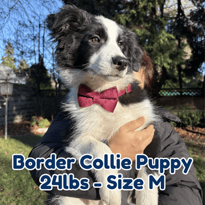 24lb_border_collie_puppy_in_size_M_red_wine_velvet_dog_collar