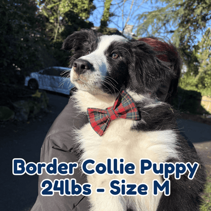 24lb_border_collie_puppy_in_size_M_secret_santa_dog_collar