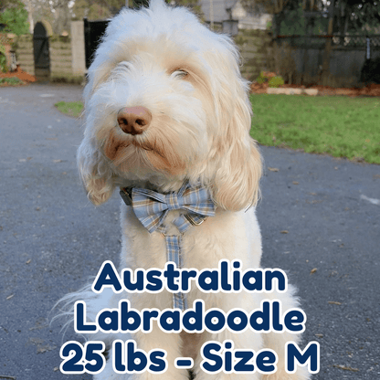 25lb_Australian_Labradoodle_in_size_M_blue_plaid_dog_collar_and_harness