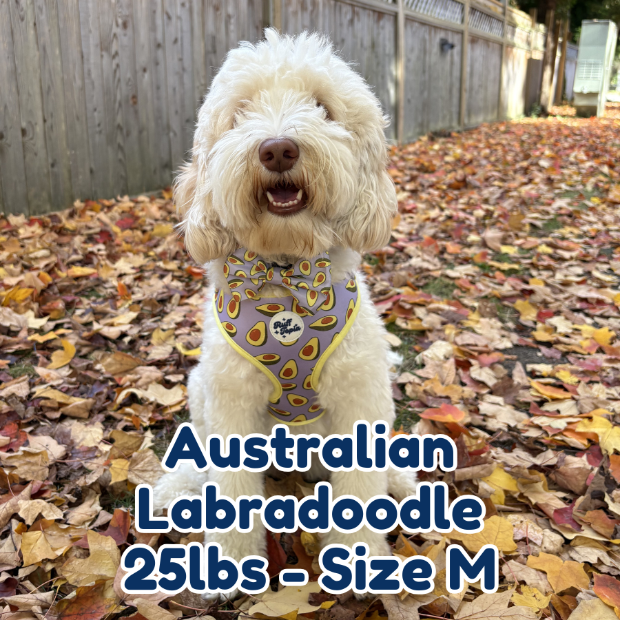 25lb australian labradoodle in size M avocado vibe dog harness and collar
