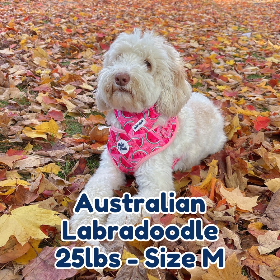25lb australian labradoodle in size M watermelon vibe dog harness