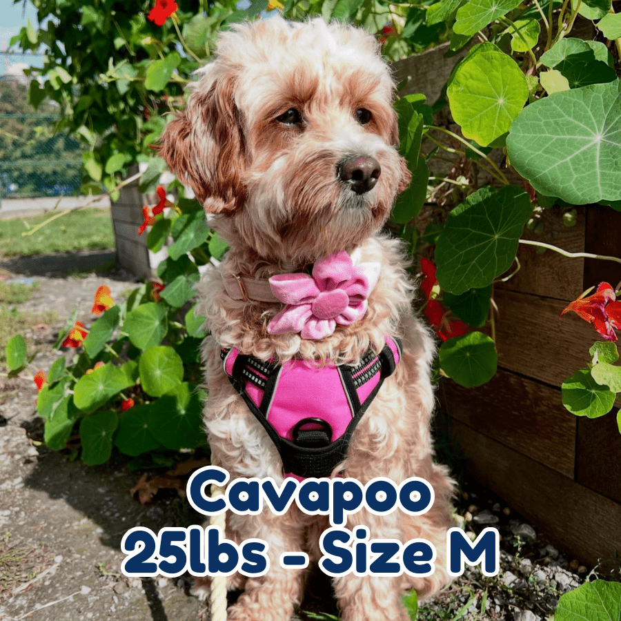 25lb_cavapoo_in_size_M_pink_blossom_dog_collar