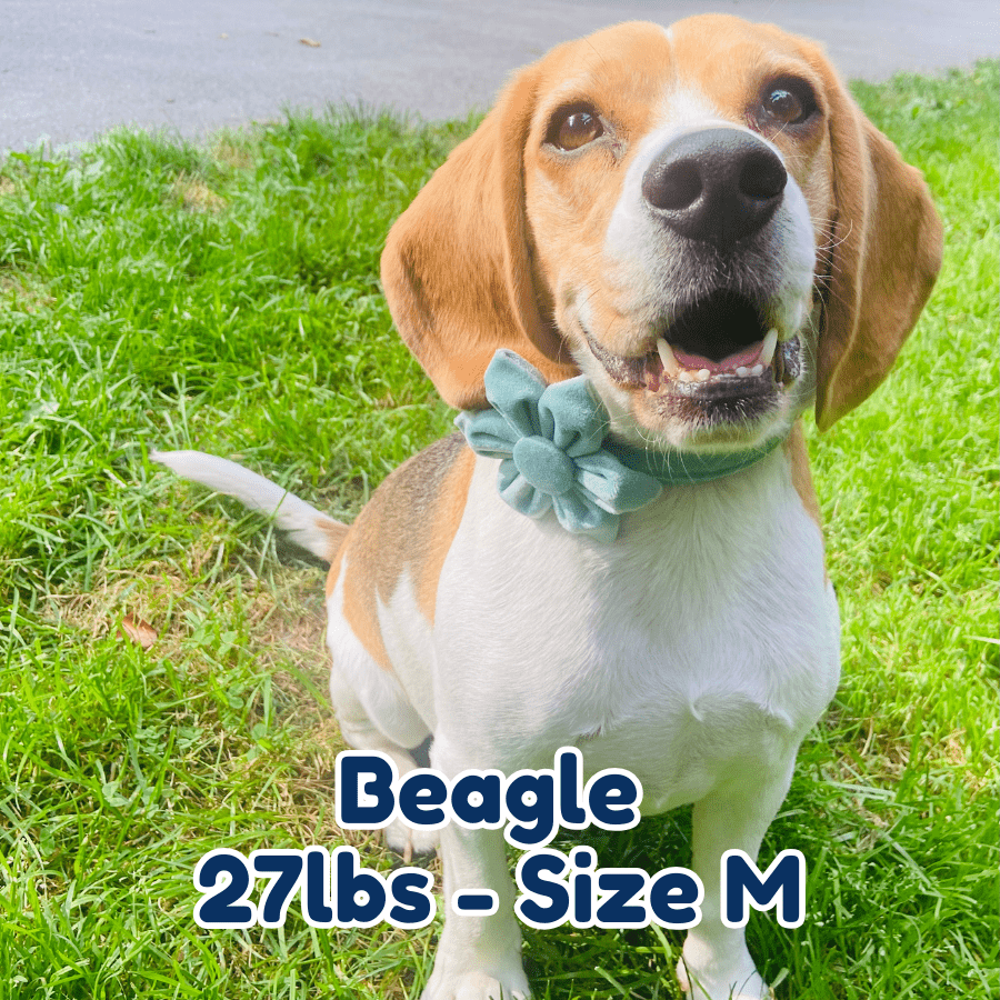 27lb_beagle_in_size_M_matcha_blossom_dog_collar