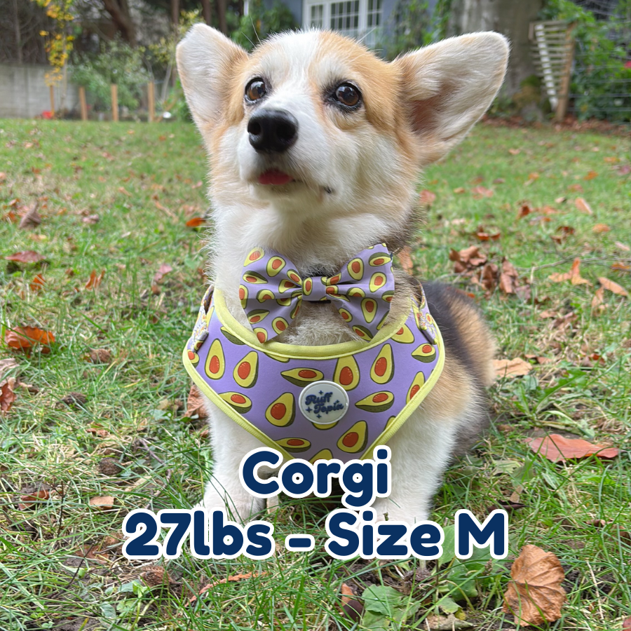 27lb corgi in size M avocado vibe dog harness and collar