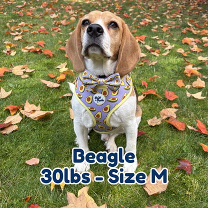 30lb beagle in size M avocado vibe dog harness and collar