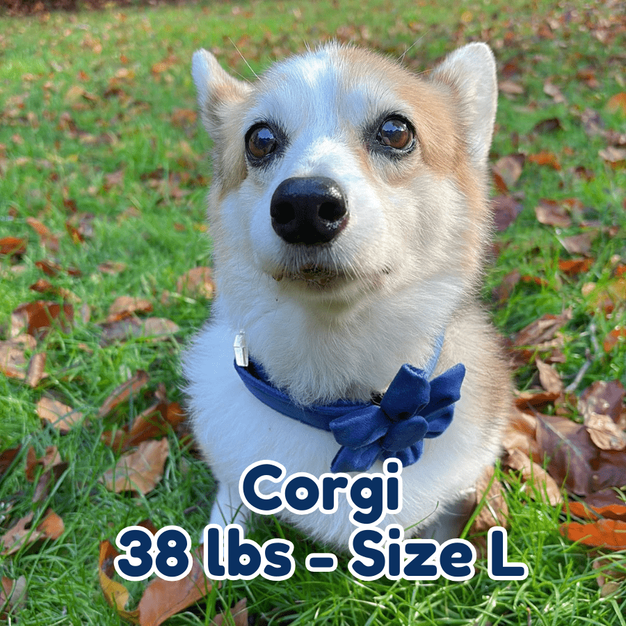 38lb_corgi_in_size_L_indigo_blossom_dog_collar