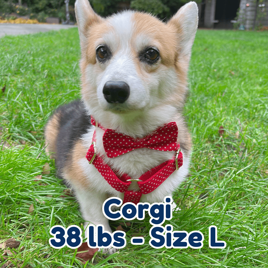 38lb_corgi_in_size_L_polka_paws_dog_collar_and_harness