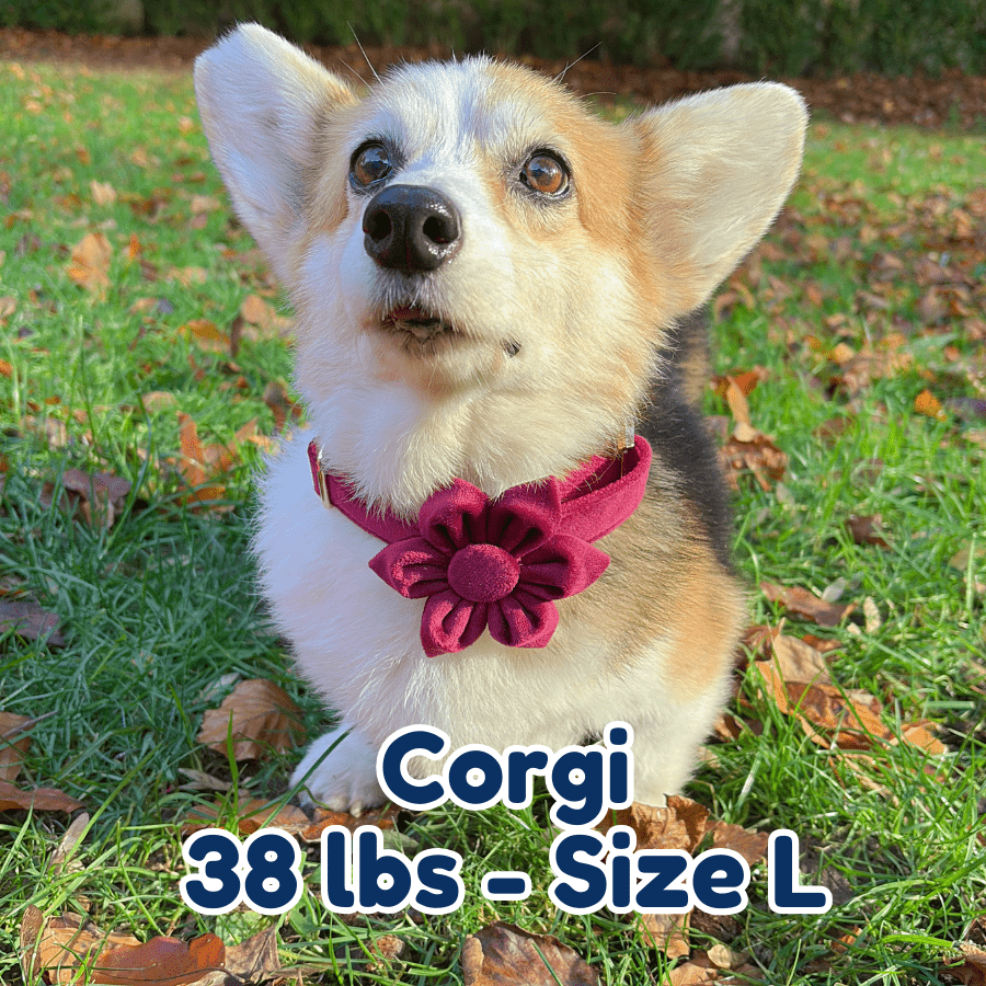 38lb_corgi_in_size_L_red_wine_velvet_dog_collar