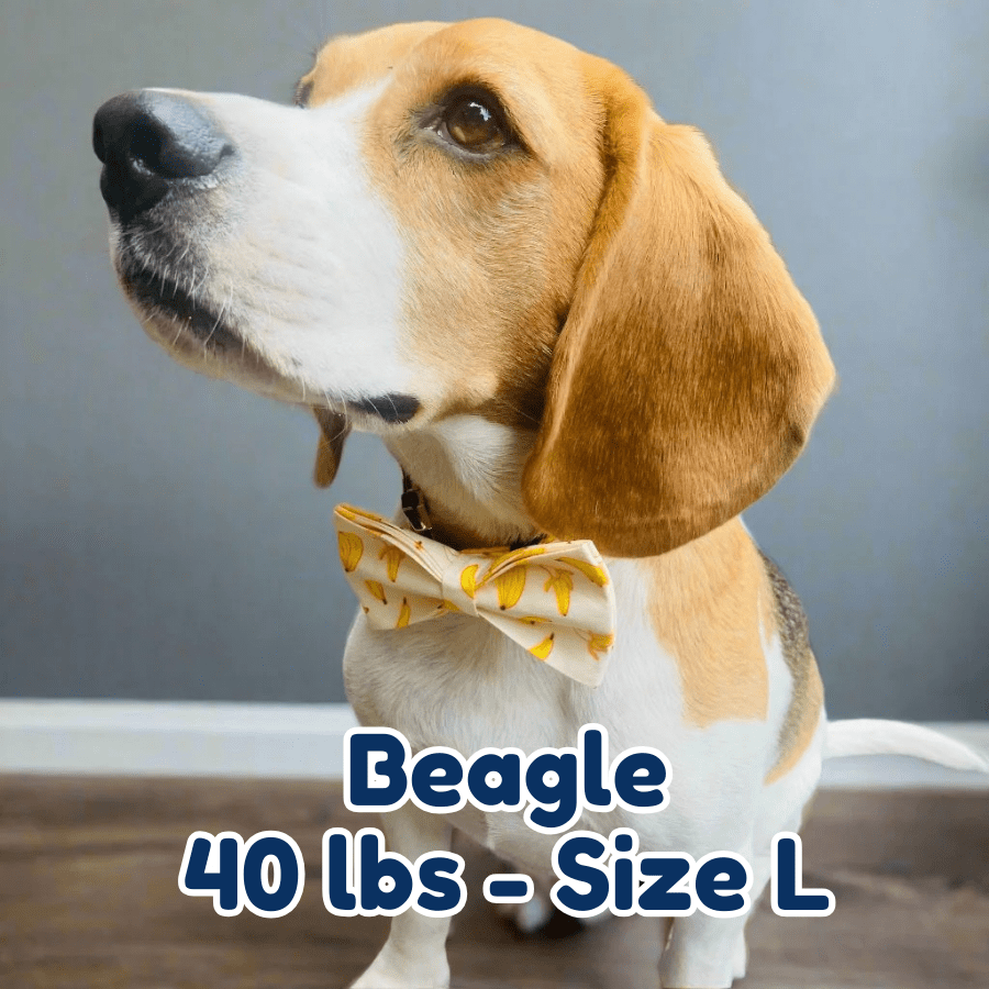 40lb_Beagle_in_size_L_banana_mood_dog_collar