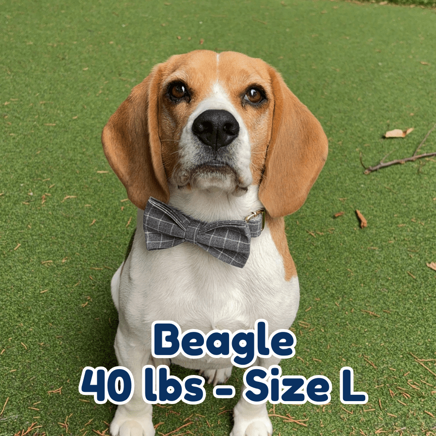 40lb_Beagle_in_size_L_smokey_plaid_collar