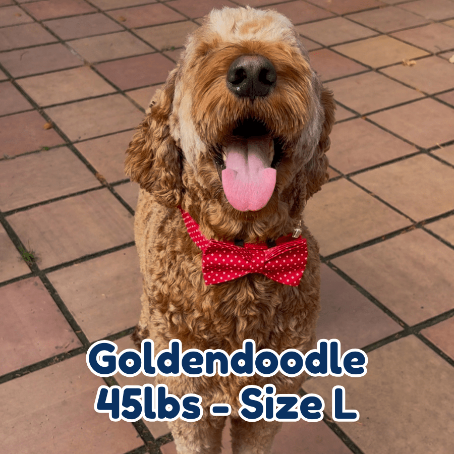 45lb_goldendoodle_in_size_L_polka_paws_dog_collar