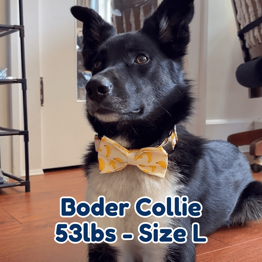 53lb border collie in size L banana mood dog collar