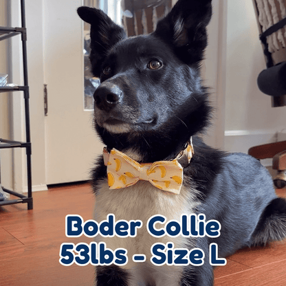 53lb border collie in size L banana mood dog collar