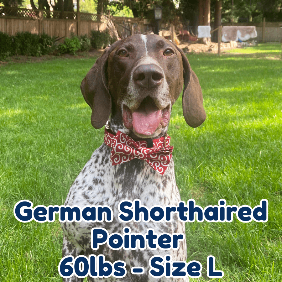 60lb_german_shorthaired_pointer_in_size_L_blazing_fire_dog_collar
