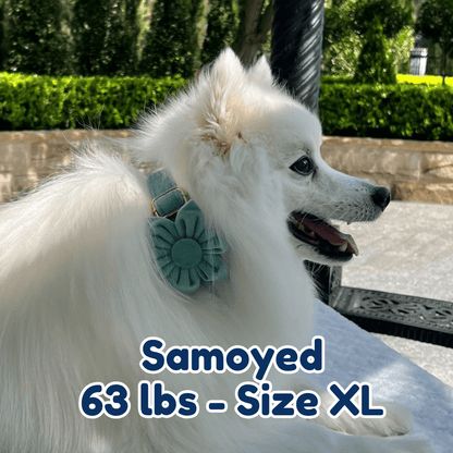 63lb_samoyed_in_size_XL_matcha_blossom_dog_collar