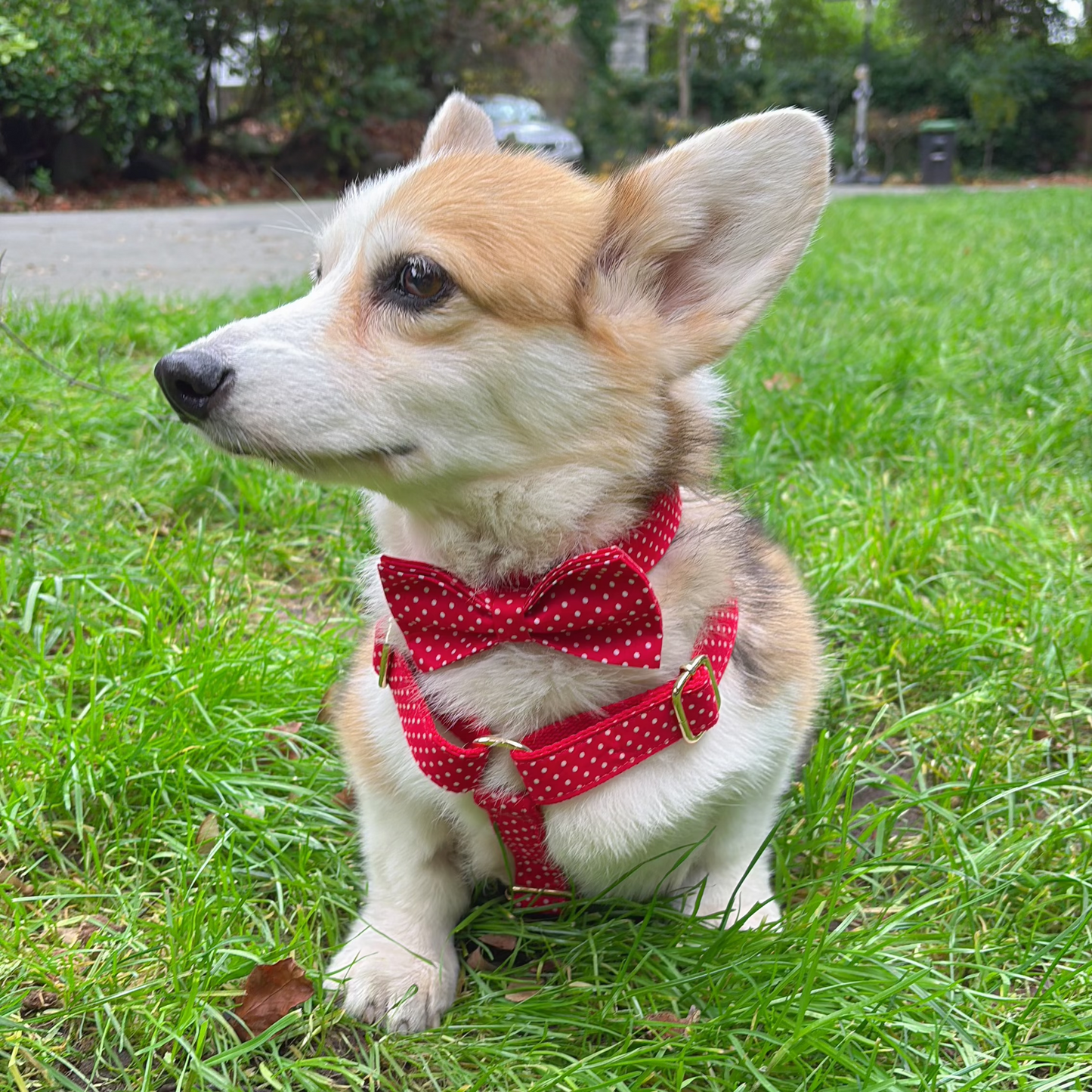 Polka Paws Dog Harness