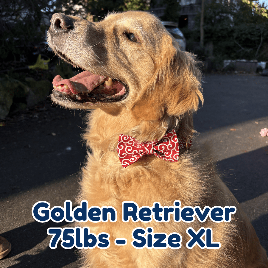 75lb_golden_retriever_in_size_XL_blazing_fire_dog_collar