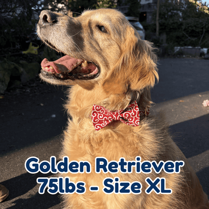 75lb_golden_retriever_in_size_XL_blazing_fire_dog_collar