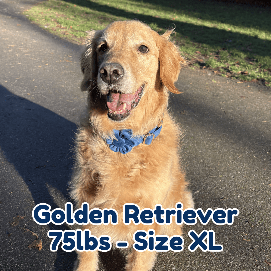 75lb_golden_retriever_in_size_XL_indigo_blossom_dog_collar